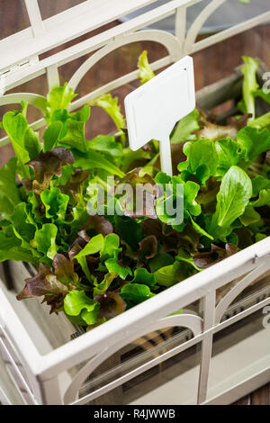Frischer Salat im Gewächshaus Stockfoto