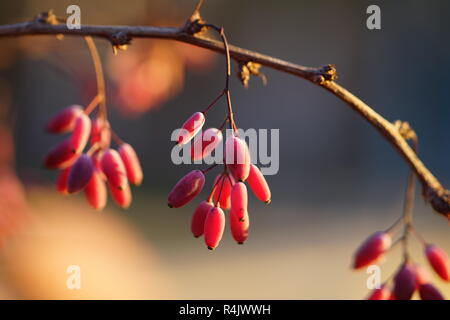 Berberitze Bush an einem Herbstnachmittag bei Sonnenuntergang Stockfoto