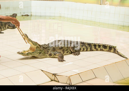 Thailand, zoo Zeigen von Krokodilen in der Krokodilfarm und Zoo Stockfoto