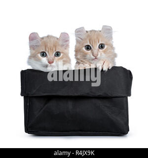 Zwei Creme mit weißen American Curl Katze Kätzchen sitzend in schwarzem Papier Beutel. Eine Pfote am Rand der Tasche. Auf Kamera mit grau/blaue Augen. Isolierte o Stockfoto