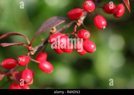 Berberis thunbergii atropurpurea 'Rose Glow". Berberis 'Rosy Glühen", auch genannt Berberis Rose Glow, die Beeren in einen Garten, in den späten Herbst, Großbritannien Stockfoto