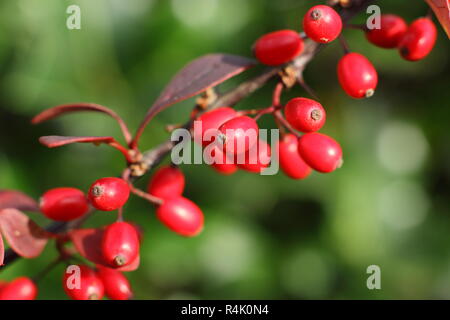 Berberis thunbergii atropurpurea 'Rose Glow". Berberis 'Rosy Glühen", auch genannt Berberis Rose Glow, die Beeren in einen Garten, in den späten Herbst, Großbritannien Stockfoto