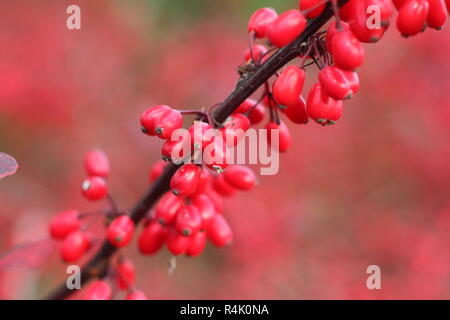 Berberis thunbergii atropurpurea 'Rose Glow". Berberis 'Rosy Glühen", auch genannt Berberis Rose Glow, die Beeren in einen Garten, in den späten Herbst, Großbritannien Stockfoto