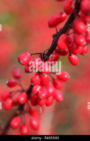 Berberis thunbergii atropurpurea 'Rose Glow". Berberis 'Rosy Glühen", auch genannt Berberis Rose Glow, die Beeren in einen Garten, in den späten Herbst, Großbritannien Stockfoto