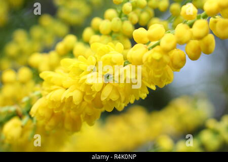 Mahonia x Media 'Lionel Fortescue". Duftende gelbe Blüten von mahonia Lionel Fortescue, im späten Herbst und frühen Winter Garden, UK. Stockfoto