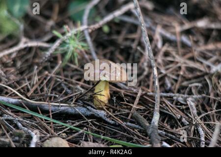 Kleiner rutschiger Bube (Suillus luteus) Pilz wächst zwischen Kiefernnadeln Stockfoto