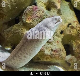 Riesige weiße und braune gefleckte Muränen in Nahaufnahme, eine tropische Fische Schlange, lebt in Hawaii Stockfoto