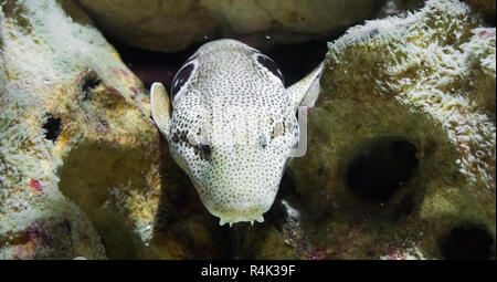 Braun Gefleckte weiße Muränen mit Dracula Zähne, schleichen hinter ein paar Felsen unter Wasser, die Schlange des indo-pazifischen Ozean Stockfoto