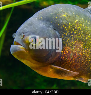 Red bellied Piranha in Nahaufnahme, eine schöne und bunte tropische Fische mit glitzerndem Skalen aus dem Amazonasbecken Stockfoto