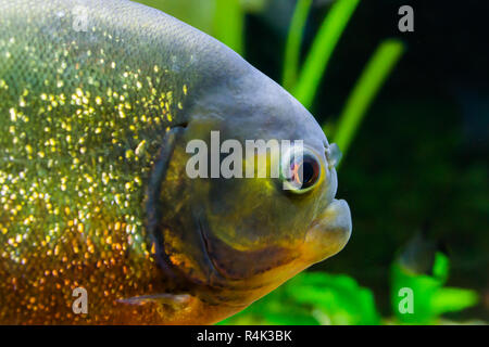 Angesichts einer Red bellied Piranha in Nahaufnahme, eine schöne und bunte tropische Fische aus Südamerika Stockfoto