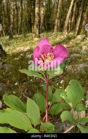 Wild - Pfingstrose Paeonia mascula Stockfoto