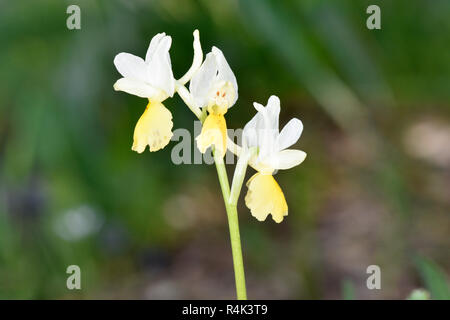Sparse-blühenden Orchidee - Orchis pauciflora Stockfoto