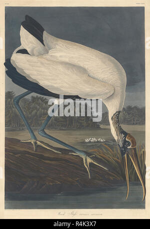 Holz Ibis. Stand: 1834. Medium: Handcolorierte Kupferstich und Aquatinta auf Whatman webte Papier. Museum: Nationalgalerie, Washington DC. Autor: Robert Havell nach John James Audubon. Stockfoto