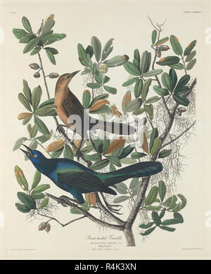 Boot-tailed Grackle. Stand: 1834. Medium: Handcolorierte Radierung und Aquatinta auf Whatman Papier. Museum: Nationalgalerie, Washington DC. Autor: Robert Havell nach John James Audubon. John James Audubon. ROBERT HAVELL DER JÜNGERE. Stockfoto