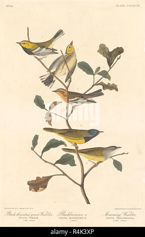 Black-throated Green Warbler Blackburnian Warbler, und Trauer Warbler. Stand: 1837. Medium: Handcolorierte Radierung und Aquatinta auf Whatman Papier. Museum: Nationalgalerie, Washington DC. Autor: Robert Havell nach John James Audubon. AUDUBON, John James. Stockfoto