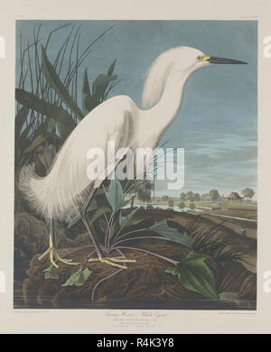 Snowy Reiher, oder White Egret. Stand: 1835. Abmessungen: Platte: 65,4 x 52,7 cm (25 3/4 x 20 3/4 in.) Blatt: 100 x 68 cm (39 3/8 x 26 3/4 in.). Medium: Handcolorierte Kupferstich und Aquatinta auf Whatman webte Papier. Museum: Nationalgalerie, Washington DC. Autor: Robert Havell nach John James Audubon. John James Audubon. ROBERT HAVELL DER JÜNGERE. Stockfoto