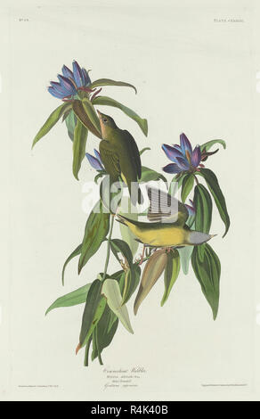 Connecticut Warbler. Stand: 1832. Medium: Handcolorierte Radierung und Aquatinta auf Whatman Papier. Museum: Nationalgalerie, Washington DC. Autor: Robert Havell nach John James Audubon. AUDUBON, John James. Stockfoto