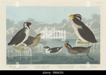 Black-throated Guillemot, Nobbed-billed Auk, Curled-Crested Auk und Gehörnten-billed Guillemot. Stand: 1838. Medium: Handcolorierte Kupferstich und Aquatinta auf Whatman webte Papier. Museum: Nationalgalerie, Washington DC. Autor: Robert Havell nach John James Audubon. AUDUBON, John James. Stockfoto