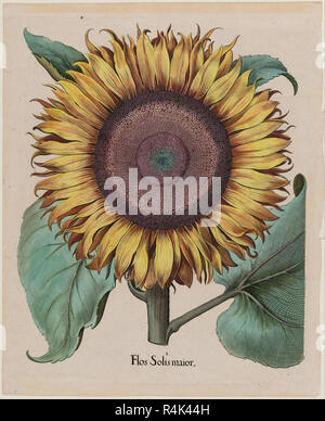 Große Sonnenblume (Flos Solis Maior), Platte 1 von Teil 5, B. Besler, "Hortus Eystettensis", 1713 Edition. Datum/Zeitraum: 1613-1713. Drucken. Gravur, von Hand gefärbt. Höhe: 520 mm (20,47 in); Breite: 425 mm (16.73 in). Autor: Unbekannter Künstler. Anonym. BESLER, BASILIUS. Stockfoto