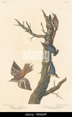 Braun Kriechgang und Kalifornischen Kleiber. Stand: 1838. Medium: Handcolorierte Radierung und Aquatinta auf Whatman Papier. Museum: Nationalgalerie, Washington DC. Autor: Robert Havell nach John James Audubon. AUDUBON, John James. Stockfoto