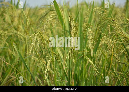 Indische Reis Pflanze oder Paddy (Oryza sativa) vor der Ernte mit goldenen Farben im Bereich mit Laub und Stroh. Stockfoto