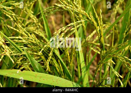 Indische Reis Pflanze oder Paddy (Oryza sativa) vor der Ernte mit goldenen Farben im Bereich mit Laub und Stroh. Stockfoto