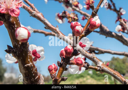 Aprikose Blütenknospen Stockfoto