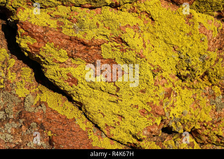 Helle grüne Flechten wächst auf rotem Granit. Stockfoto