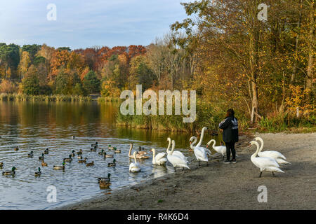 Lieperbucht, Havel, Grunewald, Berlin, Deutschland, Deutschland Stockfoto