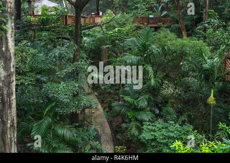 Tropische Vegetation innerhalb des Edward Youde Voliere im Hong Kong Park, Hong Kong Stockfoto