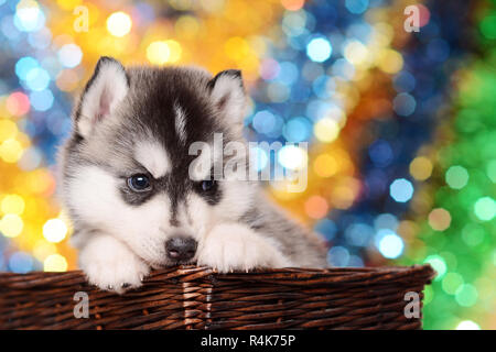 Cute Puppy Husky in Braun Warenkorb Blau Gelb und Grün bokeh Lichter blur defokussierten Hintergrund Stockfoto