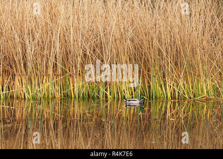 Männliche Stockente (Anas platyrhynchos) Schwimmen am Rand von Schilf im See bei Rockwell College, Cashel, Tipperary, Irland Stockfoto