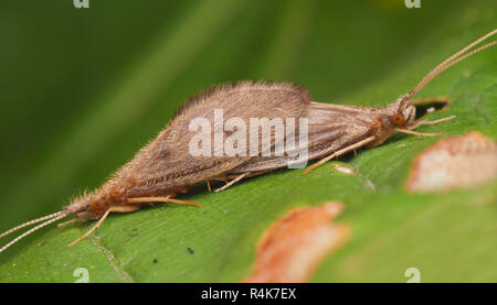 Paar Caddisflies Paaren auf ein Blatt. Tipperary, Irland Stockfoto