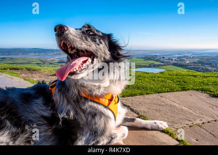 Roki der Blue Merle Border Collie ontop von hoad Hill, Ulverston, Cumbria. Fujifilm X-T3, Fujinon Objektiv 18-55mm f 2.8-4.0 @ 18mm, f=14, 1/55 Sekunde, ISO 160 Stockfoto