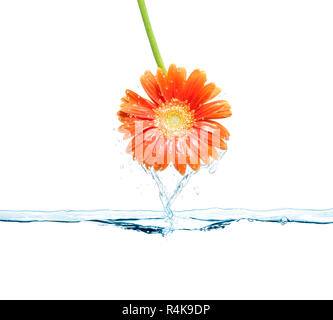 Daisy Flower und Wasser Stockfoto