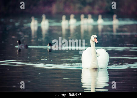 Ruhige Szene ein Schwan Familie schwimmen an einem See im Herbst. Stockfoto