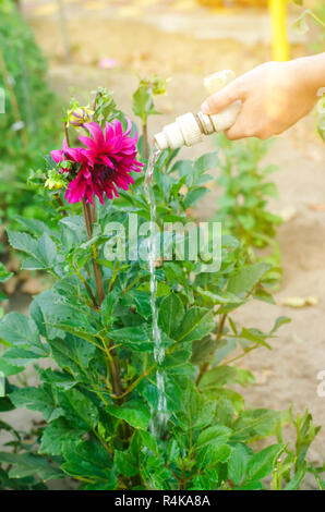 Mann Blumen gießen im Garten Center an einem sonnigen Tag. Blumenbeet, Hinterhof. Schlauch Bewässerung Stockfoto
