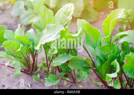 Frische junge Rote Rüben wachsen im Garten. grüne Blätter. Nützliche Gemüse und Vitamine. Landwirtschaft Stockfoto