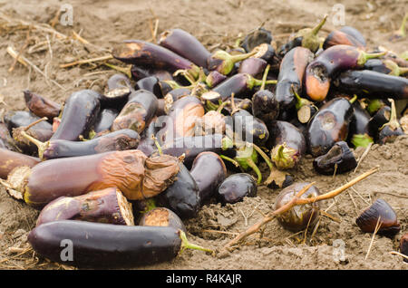 Faule verwöhnt Auberginen Gemüse liegen auf dem Feld. schlechte Ernte Konzept. Produktionsabfälle, Pflanzenkrankheiten. Landwirtschaft, Landwirtschaft. Nutzung der agro- Stockfoto