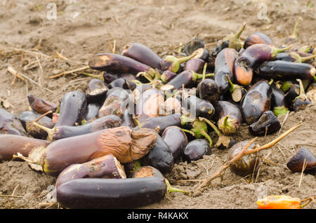 Faule verwöhnt Auberginen Gemüse liegen auf dem Feld. schlechte Ernte Konzept. Produktionsabfälle, Pflanzenkrankheiten. Landwirtschaft, Landwirtschaft. Nutzung der agro- Stockfoto