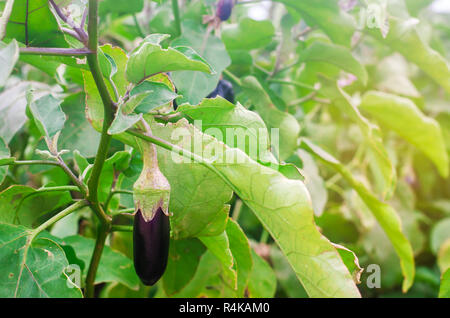 Aubergine Ernte auf dem Feld. Frisches Bio-Gemüse. Landwirtschaft, Bauernhof. Gesundes essen Aubergine Stockfoto