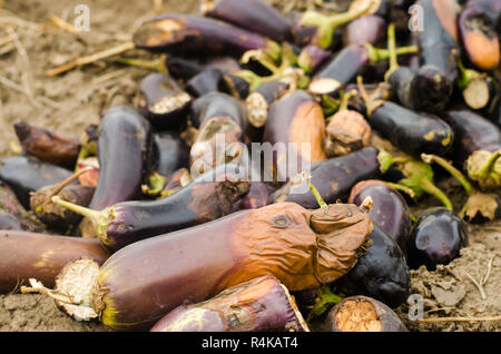 Faule verwöhnt Auberginen Gemüse liegen auf dem Feld. schlechte Ernte Konzept. Produktionsabfälle, Pflanzenkrankheiten. Landwirtschaft, Landwirtschaft. Nutzung der agro- Stockfoto