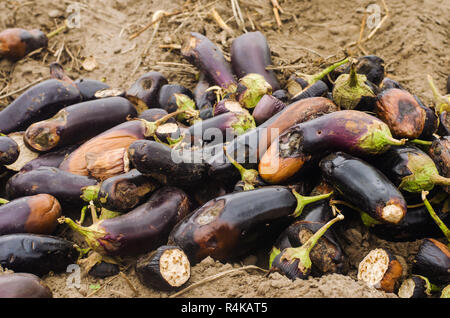 Faule verwöhnt Auberginen Gemüse liegen auf dem Feld. schlechte Ernte Konzept. Produktionsabfälle, Pflanzenkrankheiten. Landwirtschaft, Landwirtschaft. Nutzung der agro- Stockfoto