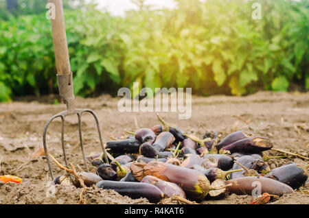 Faule verwöhnt Auberginen Gemüse liegen auf dem Feld. schlechte Ernte Konzept. Produktionsabfälle, Pflanzenkrankheiten. Landwirtschaft, Landwirtschaft. Nutzung der agro- Stockfoto