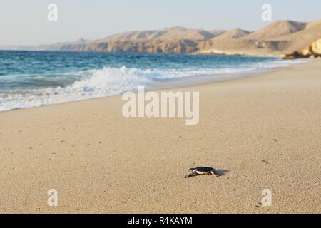 Frisch geschlüpften Schildkröten auf dem Weg über den Strand ins Meer. Ras Al Jinz, Sultanat von Oman. Stockfoto