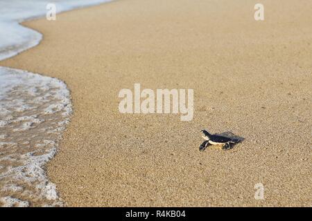 Frisch geschlüpften Schildkröten auf dem Weg über den Strand ins Meer. Ras Al Jinz, Sultanat von Oman. Stockfoto