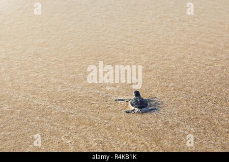 Frisch geschlüpften Schildkröten auf dem Weg über den Strand ins Meer. Ras Al Jinz, Sultanat von Oman. Stockfoto