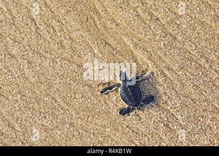 Frisch geschlüpften Schildkröten auf dem Weg über den Strand ins Meer. Ras Al Jinz, Sultanat von Oman. Stockfoto