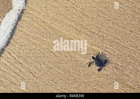 Frisch geschlüpften Schildkröten auf dem Weg über den Strand ins Meer. Ras Al Jinz, Sultanat von Oman. Stockfoto