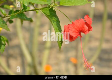 Eine einzige China Rose (Hibiscus Rosasinensis) auch als Chinesische Hibiskus und shoeblackplant in Nahaufnahme, in einem Garten mit grünen Blättern hängende bekannt. Stockfoto